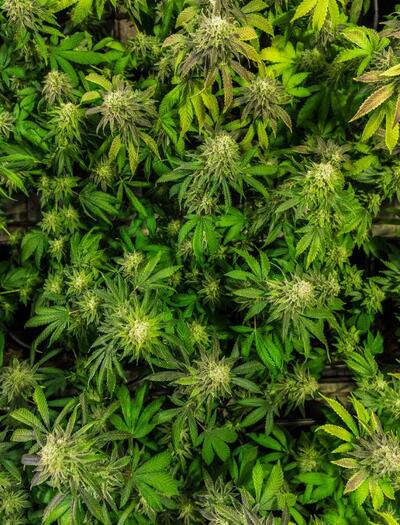 Weed