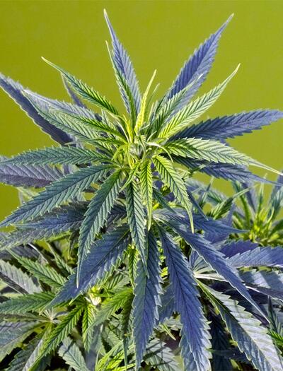 Das Drogenreferat Frankfurt/Main hat einen Leitfaden zur Schadensminimierung beim Cannabis-Eigenanbau veröffentlicht. 