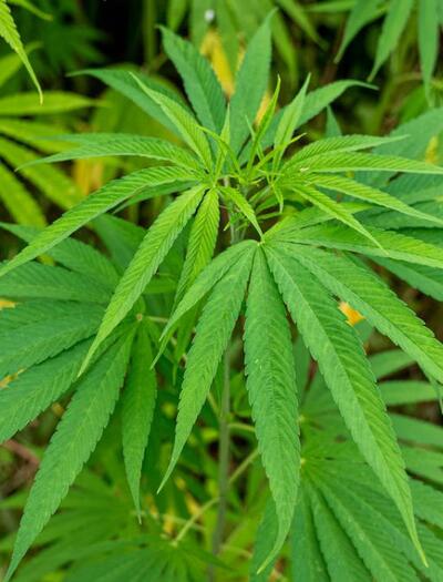 Fungují kanabinoidy jako přírodní pesticidy?
