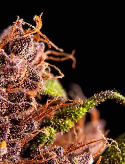 terpenen