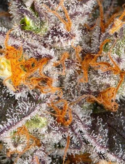 Girl Scout Cookies, une démonstration de puissance