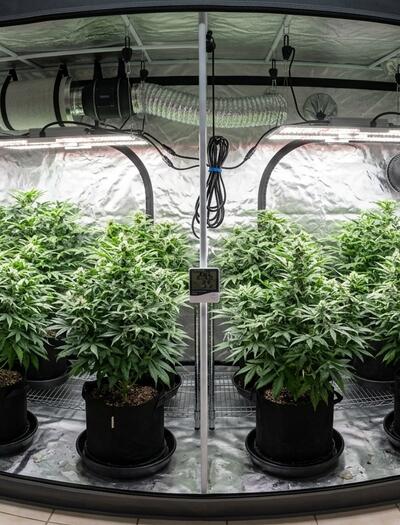 What Is Vapour Pressure Deficit and Why Is It So Important for Growers?