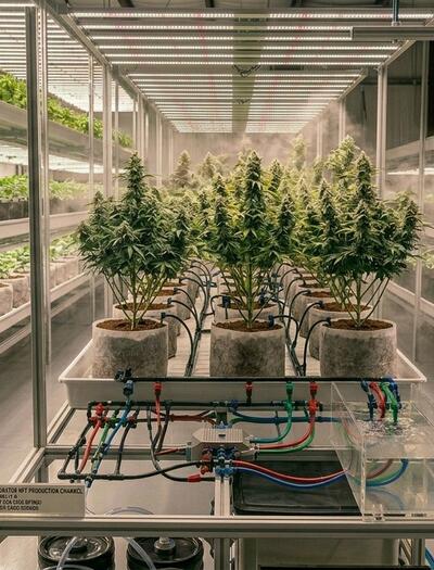 10 Top Tips for Cleaning Your Hydroponic Systems After Harvest