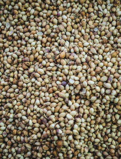 Recently, cannabis seeds from Gutmut Saatgut became available for purchase at 255 Netto discount supermarket locations across Berlin and northeastern Germany