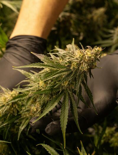 German cannabis clubs: between enthusiasm and bureaucracy