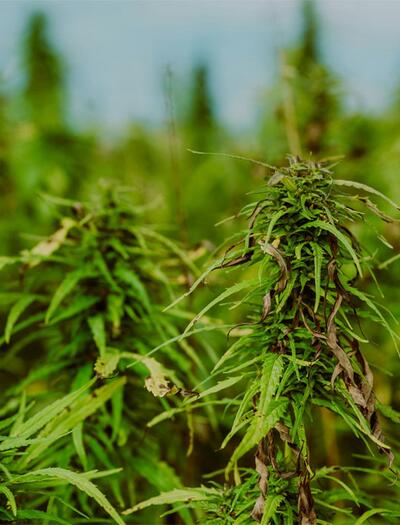 Pestizide im Cannabis sind gesundheitsgefährdend. Wie man Schädlinge beim Eigenanbau rein biologisch und sicher bekämpft.