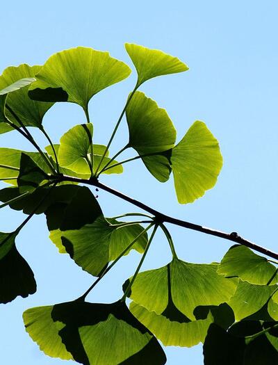 Ginkgo biloba : l’histoire fascinante d’un fossile vivant