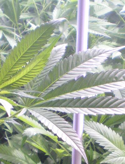 Graines et clones dans les pays germanophones