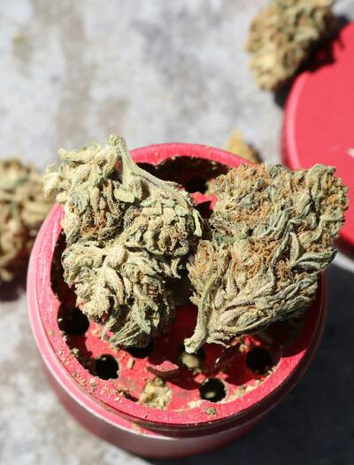 grinder rojo con cogollos de marihuana