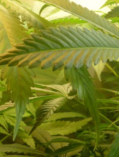 La première culture de cannabis médical autorisée en France