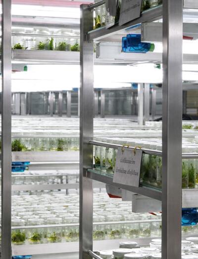 Résistance variétale : l’avenir du cannabis face au HLVd