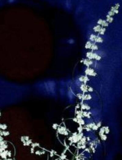  Aux origines de la Haze : chronique d’une sativa devenue légende