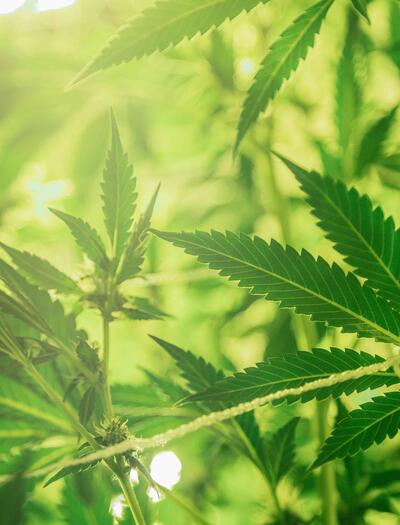 The difference between hemp and cannabis lies in breeding purpose, genetic parentage, and cultivation methods