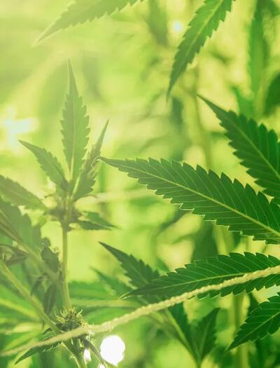 Unterschied Hanf und Cannabis? Mehr über Botanik, den 0,3% THC-Grenzwert und warum die Nutzung über die Wirkung entscheidet.