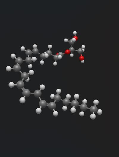 endocannabinoiden