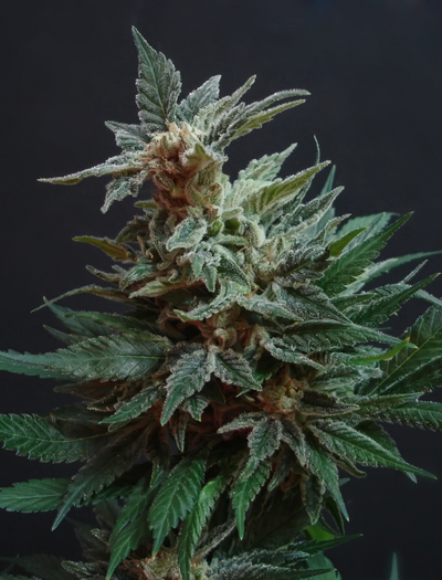 Cannabis lindert chronische Schmerzen