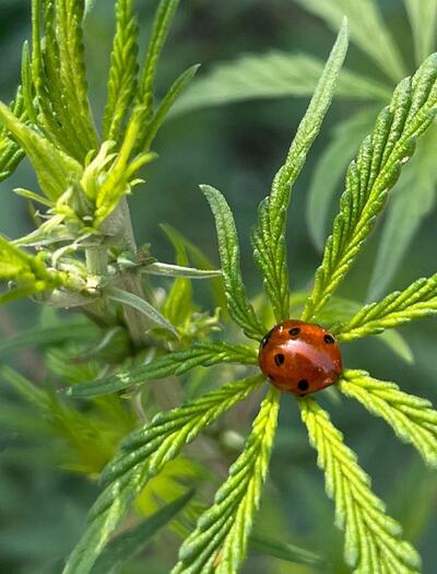 Composés volatils induits par les herbivores : l'arme olfactive secrète des végétaux
