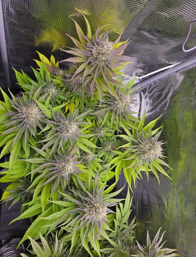 Translocation is a crucial process in the cannabis plant that facilitates the movement of vital compounds produced during photosynthesis