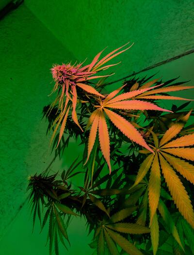 A quality tent should be the appropriate size for your plants while also providing enough room for equipment such as ventilation systems and carbon filters