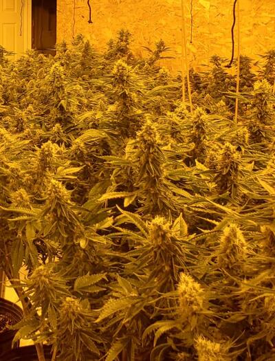 Why Switch to Hydroponics for Cannabis in 2026?