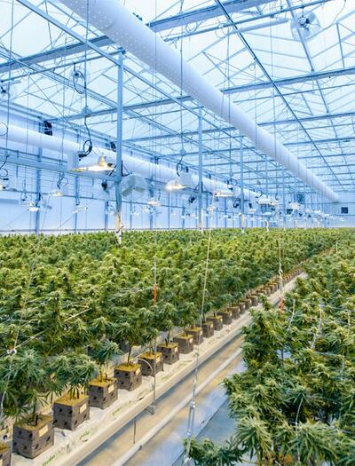 Das BfArM hat die Importmenge für medizinisches Cannabis erhöht.