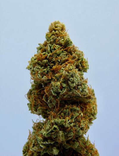 Indica: The Most Potent Strains