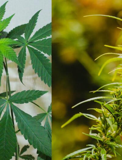 Indika versus Sativa a jak se liší