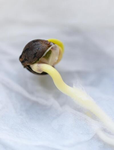 Jak klíčit konopí: Tři osvědčené metody pro každého pěstitele