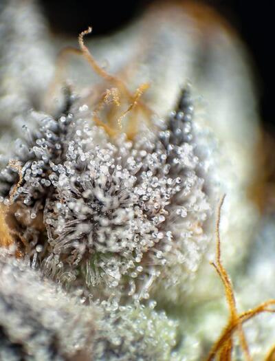 trichomy