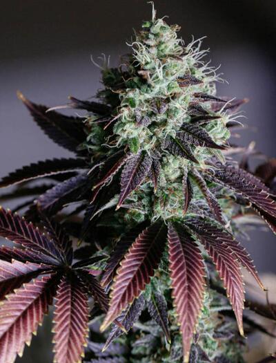 Kde se bere fialová barva listů konopí?