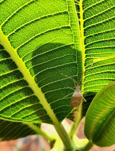  The best way to defend against bugs is to take proactive measures to prevent them from the start