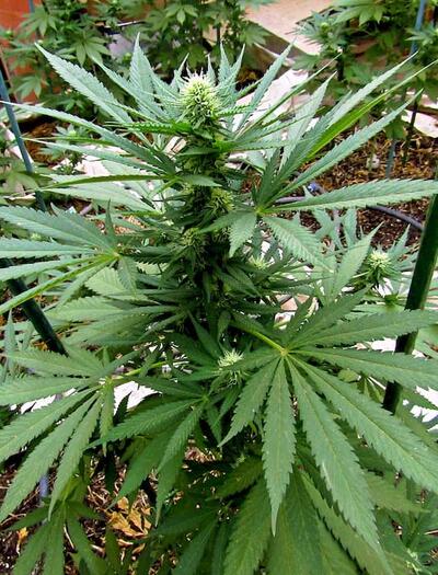 Variedad de marihuana Ketama
