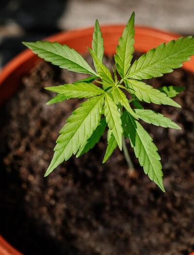 The best guide to growing Cannabis plants at home
