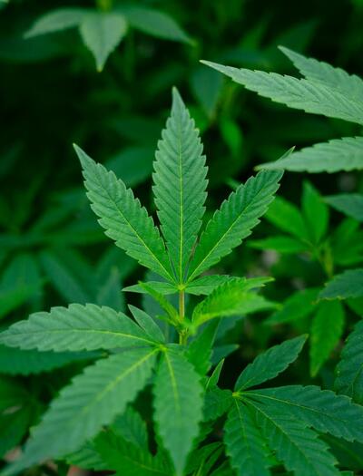La hoja del cannabis