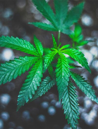 Was die richtigen Lagerbedingungen für Cannabis Samen sind