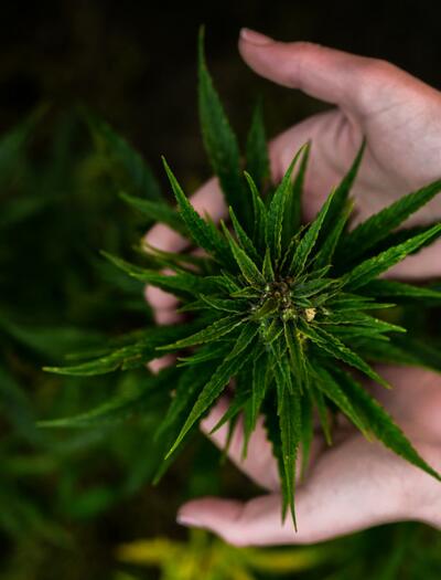 Jaké jsou konkrétní pravidla, limity a kontroverzní body nové legislativy o konopí? Podrobný průvodce změnami v českém právním rámci.