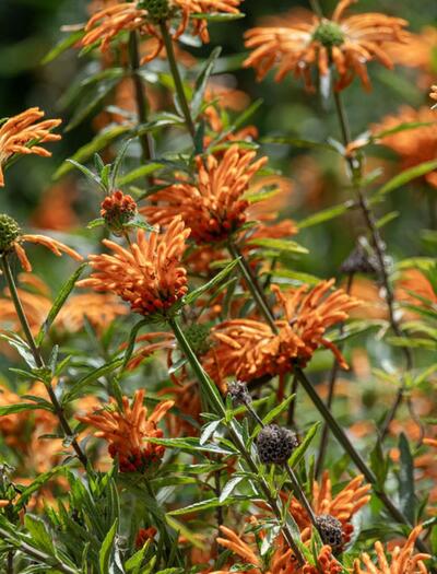 L’autre plante du mois : Leonotis leonurus 