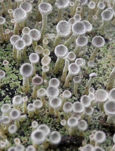 L’autre plante du mois : lichens, un lien entre deux règnes