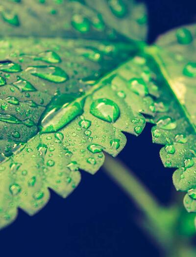 Listová výživa konopí: kdy rostlinám pomůže? 