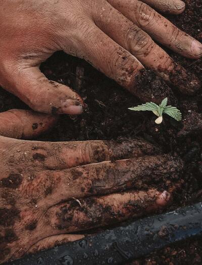 Living soil – živá půda pro zdravější rostliny konopí