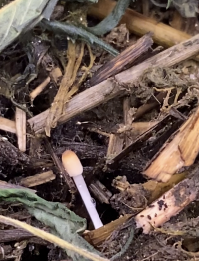 Living Soil - Das unsichtbare Team im Boden