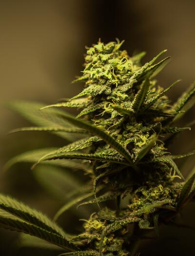 Come trovare la cannabis perfetta per ogni stato d'animo