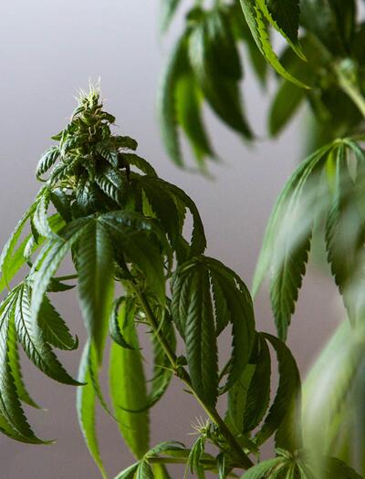 Sette errori da evitare nella coltivazione della cannabis
