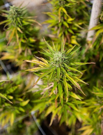 Cannabis: cosa raccontano le foglie sulla salute della pianta 