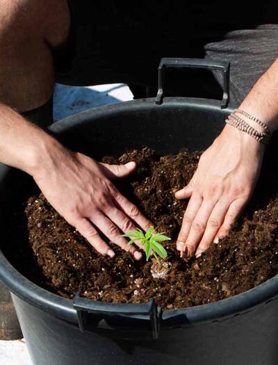 Guida per pianificare la tua coltivazione di cannabis