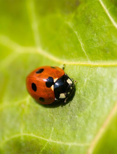 Marienkäfer sind hocheffiziente Nützlinge gegen Spinnmilben. Wie man sie biologisch und effektiv gegen Schädlinge einsetzt.