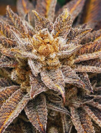 Marihuana