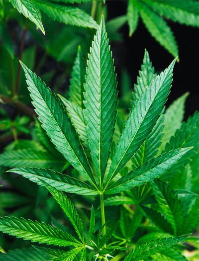 Medizinisches Cannabis wird zunehmend in die Schmerzbehandlungsstrategien von Patienten mit chronischen Schmerzen integriert.