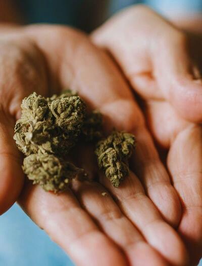 Medyczna marihuana