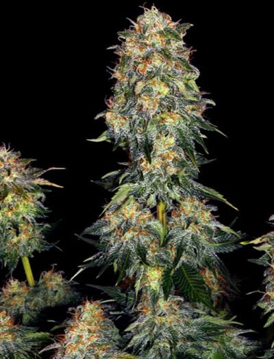 Grow Report : Moby Dick Auto